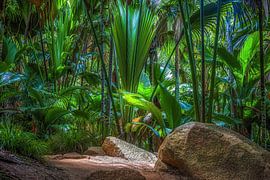 Lichtung im Palmenwald von Thomas Herzog