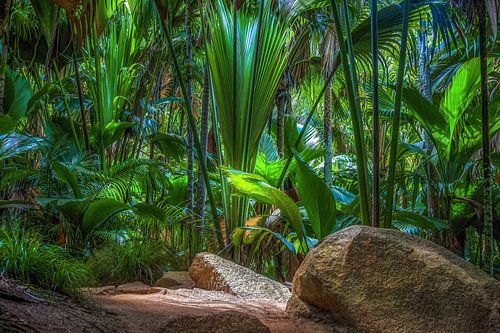 Lichtung im Palmenwald