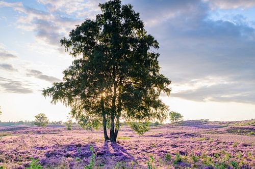 Zonsopgang boven bloeiende heide in natuurgebied de Veluwe