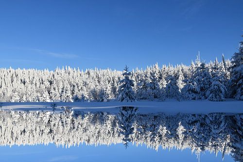 Eerste sneeuw op het bos