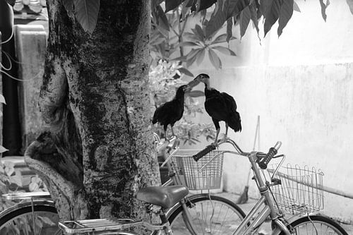 Kip op fiets van Marieke van Milligen