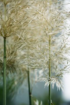 pampas sur fantasina