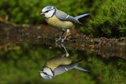 Portrait of an Eurasian Blue Tit