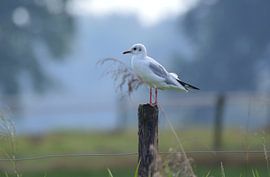 meeuw op een paaltje langs de waterkant