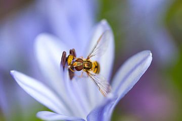 Abendessen mit der Schwebfliege von peter reinders