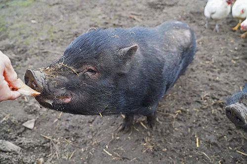 1 jaar oude minivarkens in de tuin