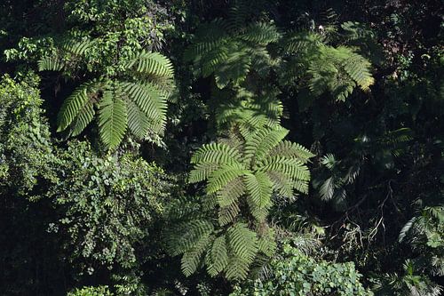 Feuilles de fougère dans la jungle