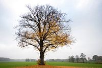 Boom in de herfst