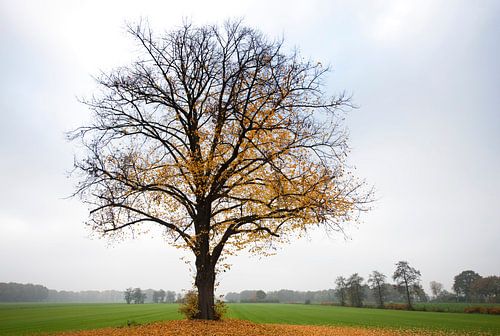 Boom in de herfst