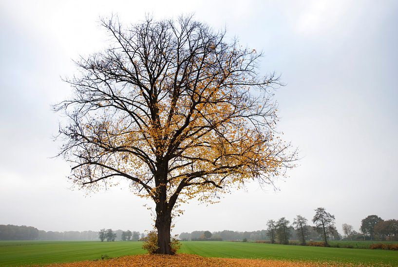 Boom in de herfst by Bart Uijterlinde