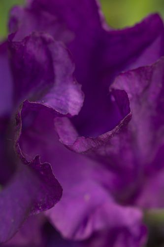 Duitse iris - Close-up