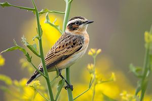 Braunkehlchen (Saxicola rubetra)