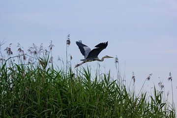 The grey heron