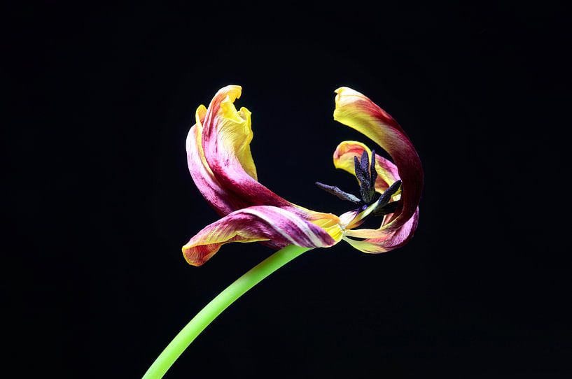 Ephemerality by Thomas Jäger