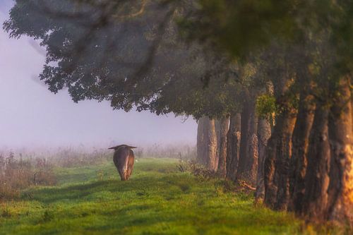 Schinse Highlander von Eus Driessen