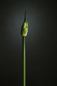 Agapanthus Knospung