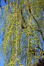 Treurwilgen Salix ×sepulcralis van Renate Knapp thumbnail