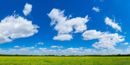 Wolkenluchten boven koolzaadveld