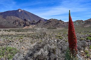 Echium wildpretii in der Caldera des Pico del Teide von Jarne Buttiens