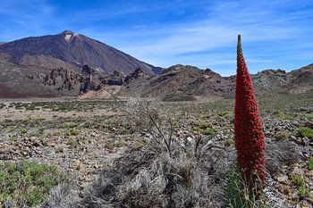 Echium wildpretii in der Caldera des Pico del Teide