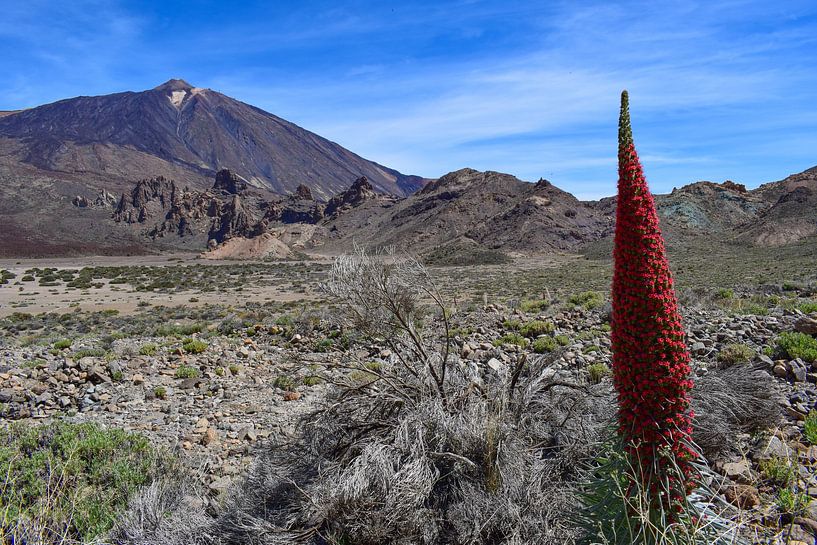 Echium wildpretii dans la caldeira du Pico del Teide par Jarne Buttiens