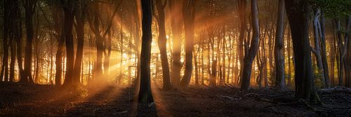 Bos bij zonsopgang panorama van Martin Podt