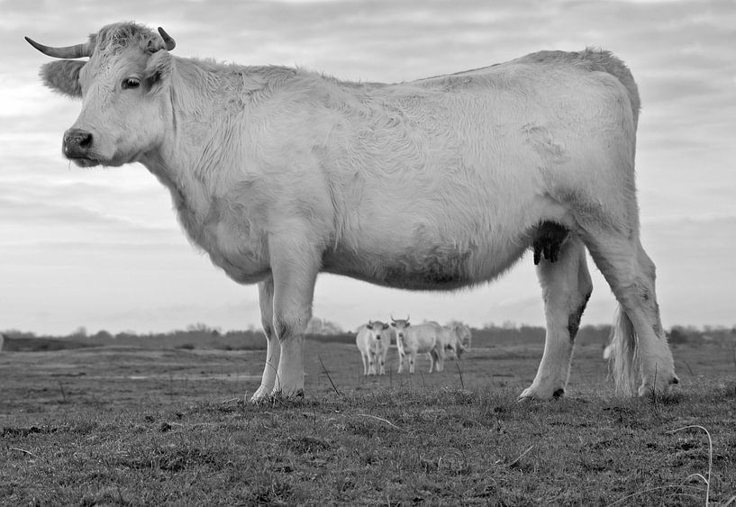 cow in Dutch landscape by Anjo Kan