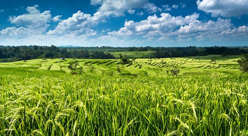 Reisplantage Jatiluwih
