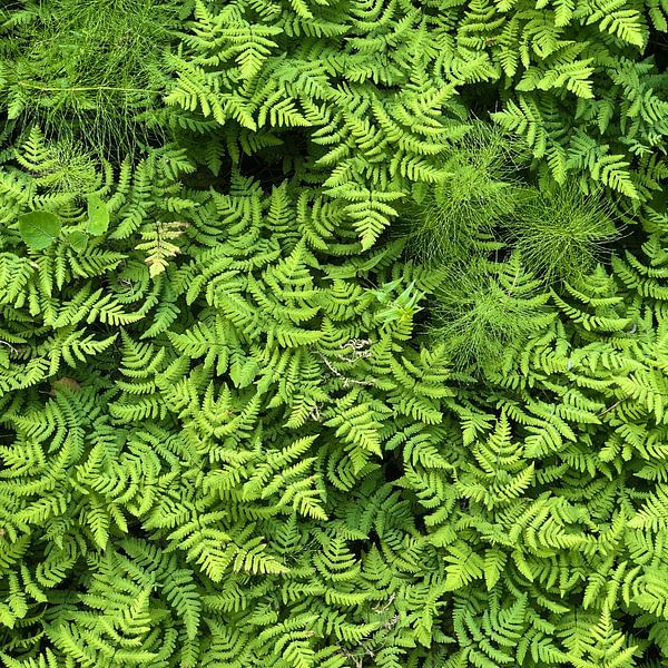 Motifs de fougères par Christiaan de Groot