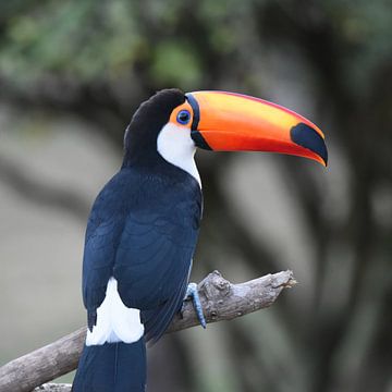 Reuzentoekan (Ramphastos toco) van Rini Kools