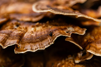 couleur champignon
