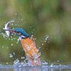 Le martin-pêcheur attrape le poisson sur Wim van der Meule