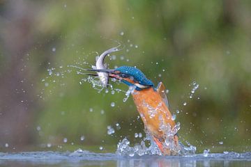 IJsvogel vangt vis van Wim van der Meule