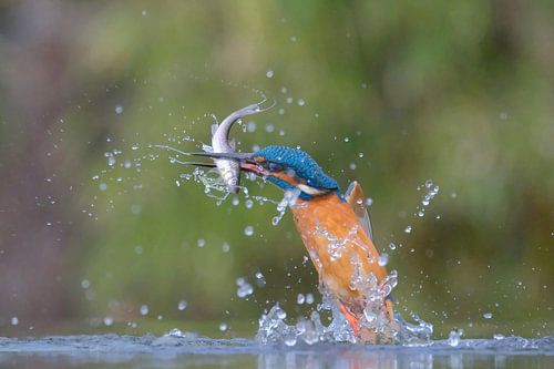 Eisvogel fängt Fisch