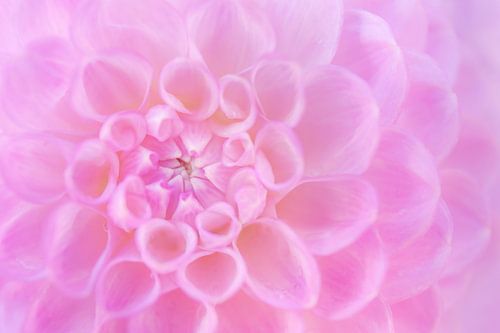 L'amour des dahlias's 6