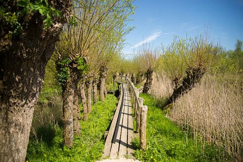 Bruggetje in het groen
