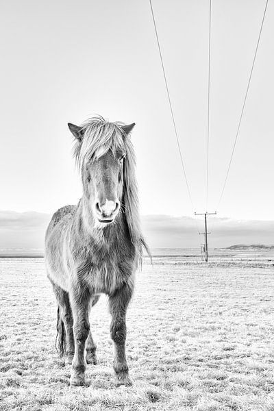 Mánadís sur Islandpferde  | IJslandse paarden | Icelandic horses