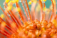 Oranje bloem met waterdruppels