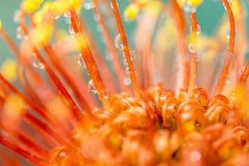 Oranje bloem met waterdruppels van Studio Mirabelle
