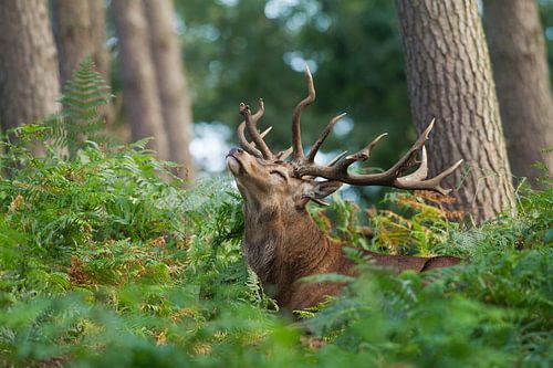 Bronstig Edelhert in boslandschap met varens