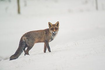 Fuchs im Schnee von rik janse