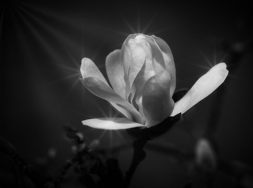 Magnolia van Pictures by Van Haestregt
