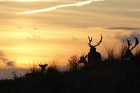 damherten by sunset fallow deer