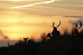 damherten by sunset fallow deer von Yvonne Steenbergen