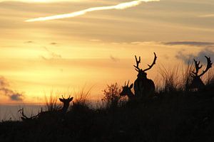 damherten by sunset fallow deer sur Yvonne Steenbergen