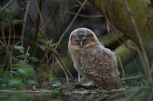 Waldkauz (Strix aluco), Dunenjunges, Jungvogel, Ästling sitzt versteckt am Boden und schläft, Tierki