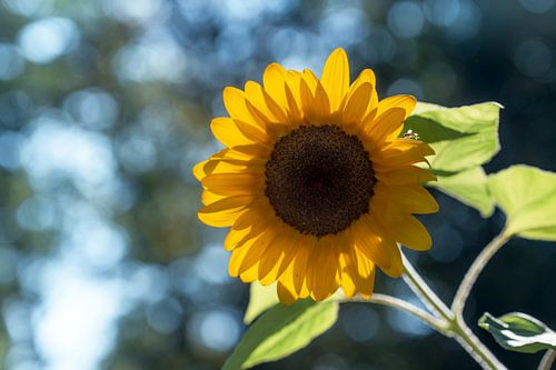Sunflower backlit