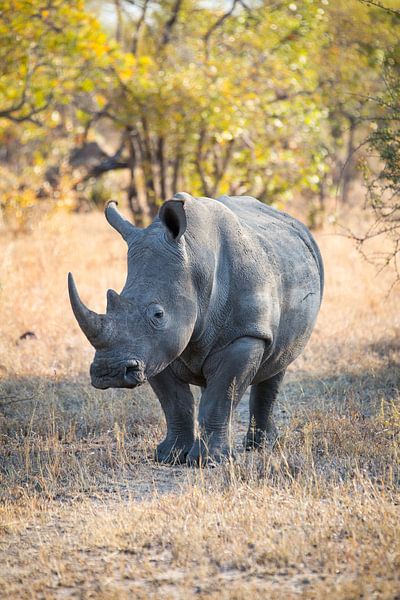 Rhino Portrait I by Thomas Froemmel