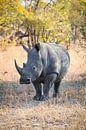 Rhino Portrait I by Thomas Froemmel thumbnail