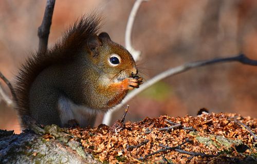 Ein rotes Eichhörnchen auf der Kräuterwiese